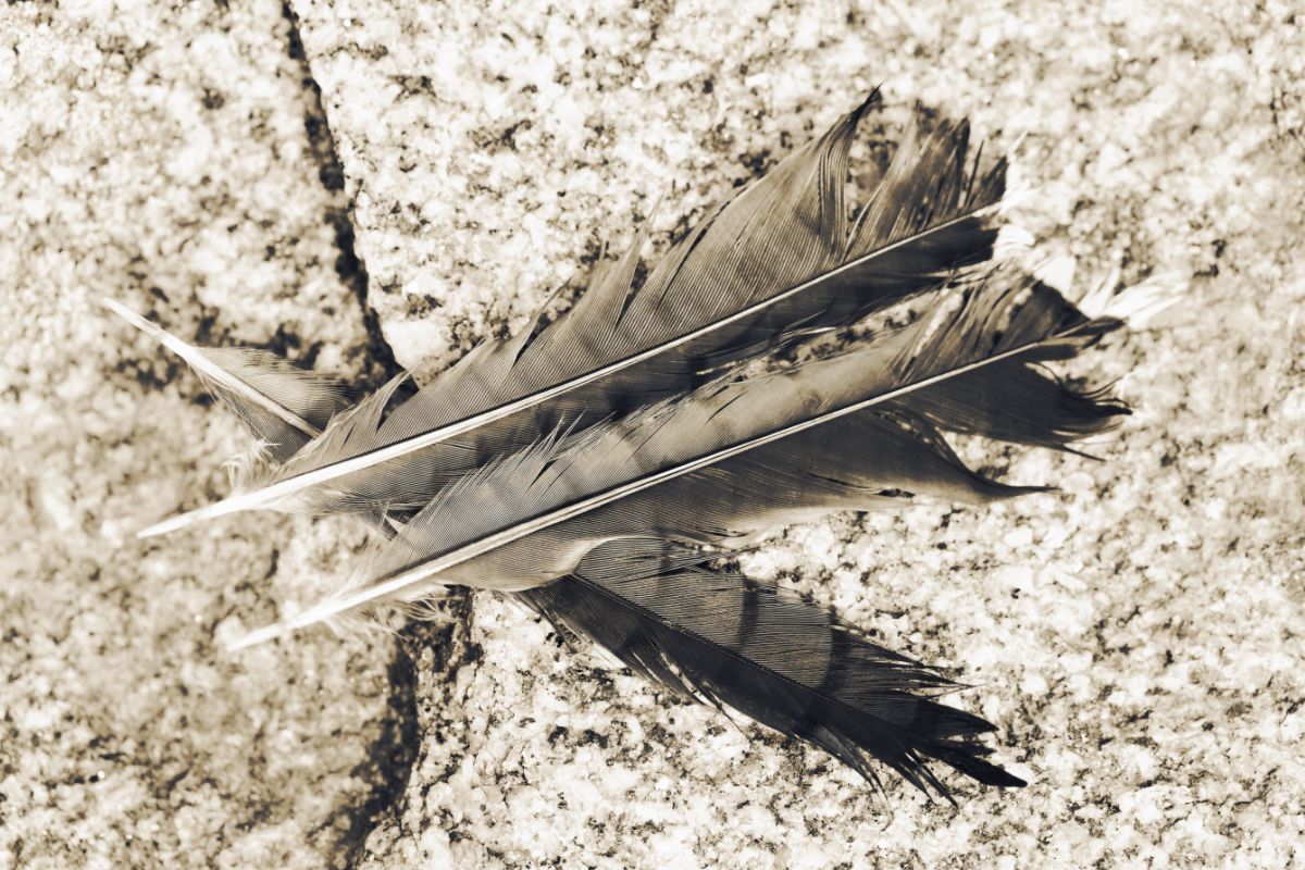 A Beginner’s Guide To Identifying Bird Feathers