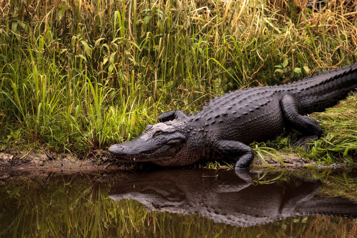 A Long-Term Study Has Revealed Some Surprising Things About Alligator Lifespans!