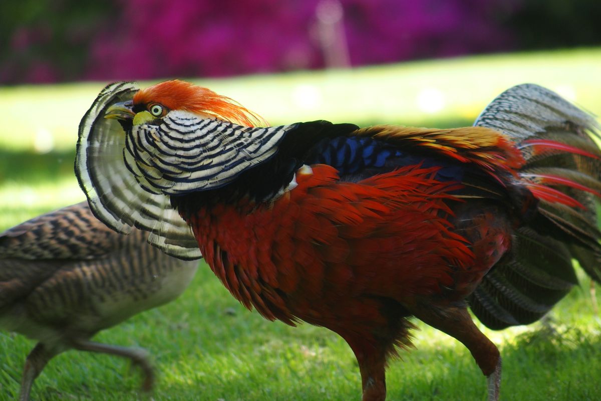 Animal Courtship And Mating Rituals Explained (1)