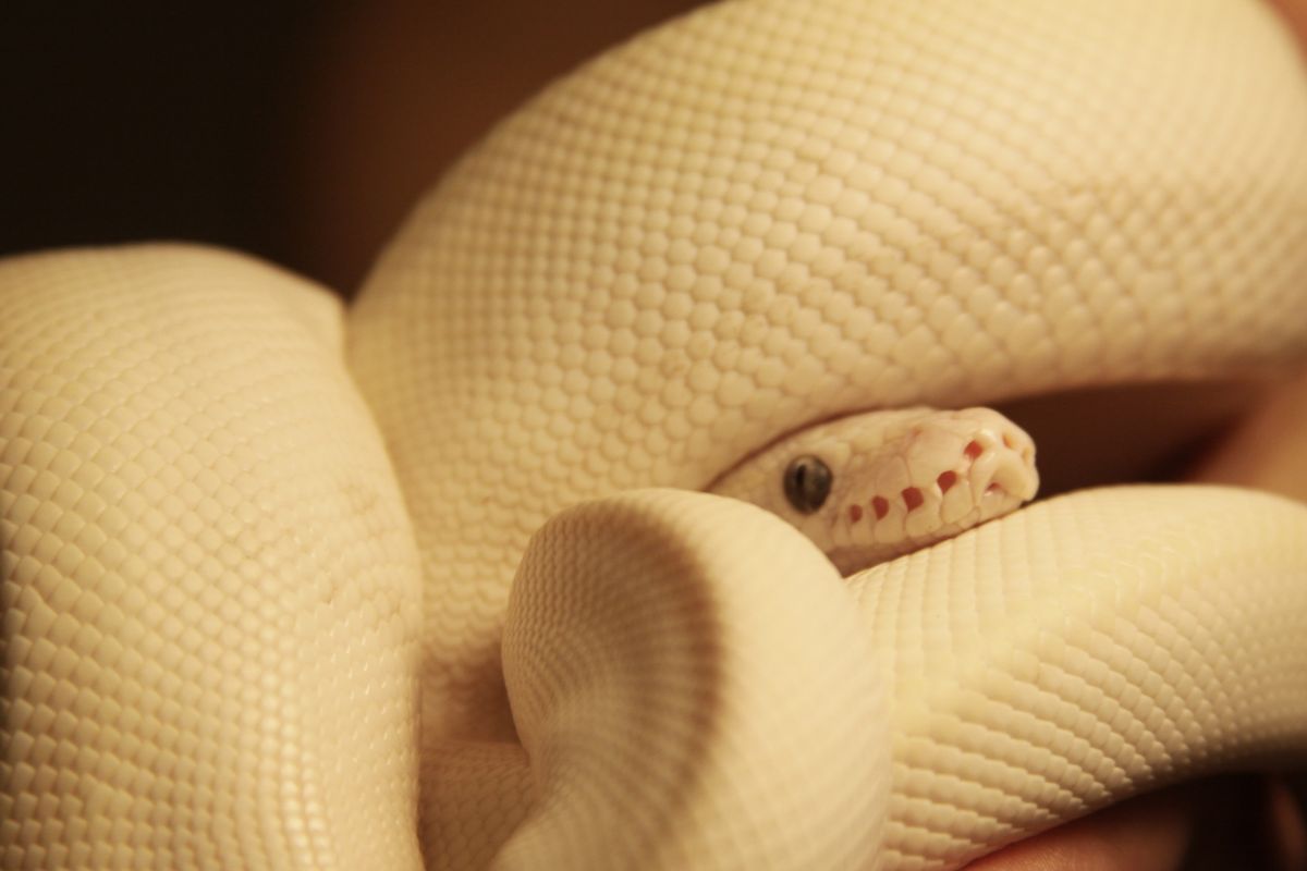 Are Albino Snakes More Likely To Face Higher Predation Risk?