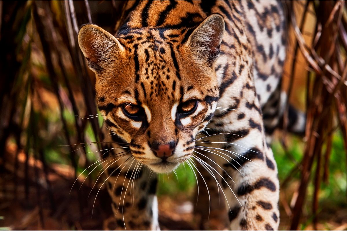 Are There Ocelots in Arizona (1)