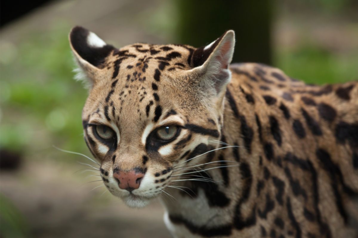 Are There Ocelots In Arizona?