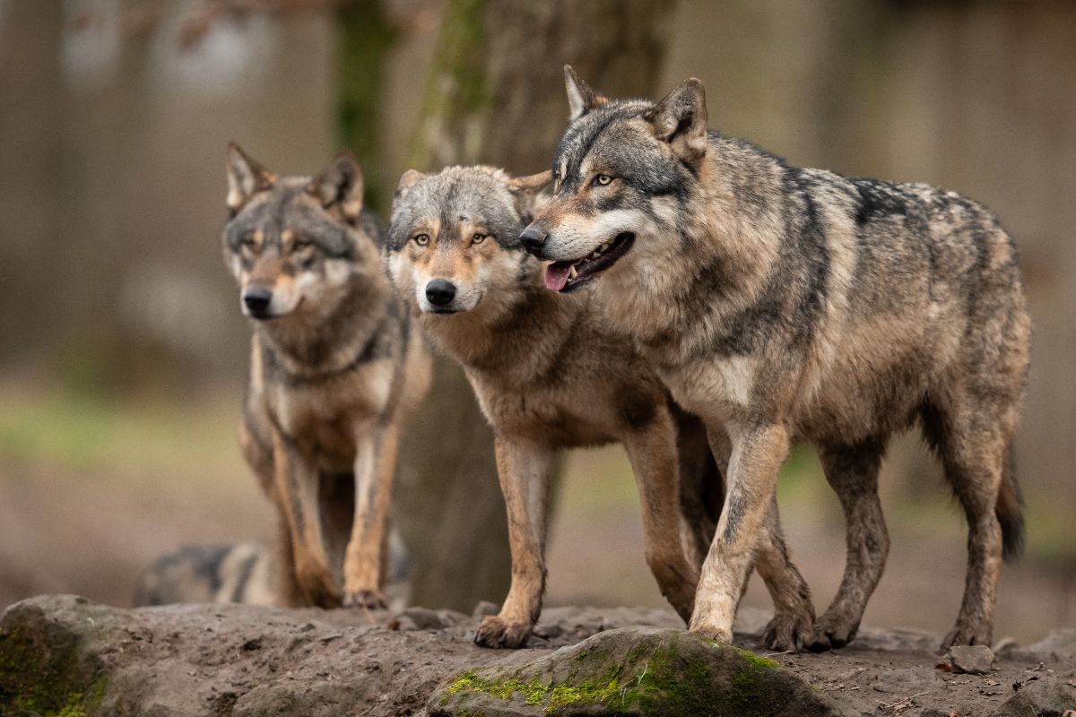 Arizona Gray Wolf Recovery