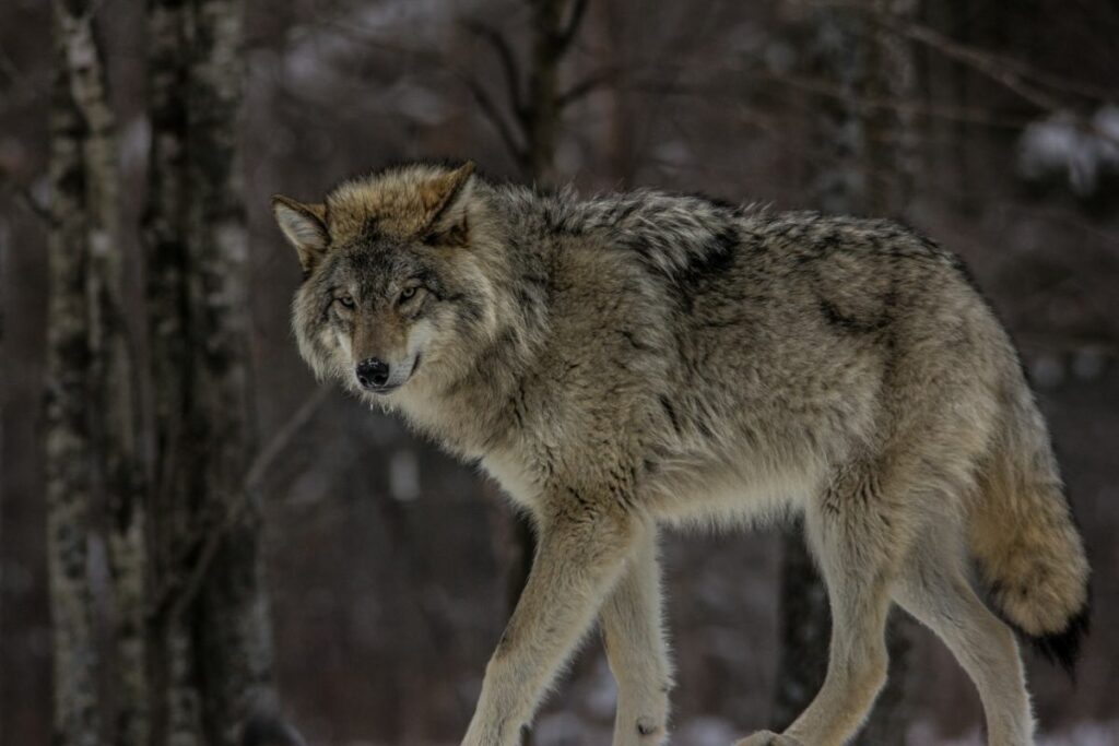 Arizona Gray Wolf Recovery - defendersblog