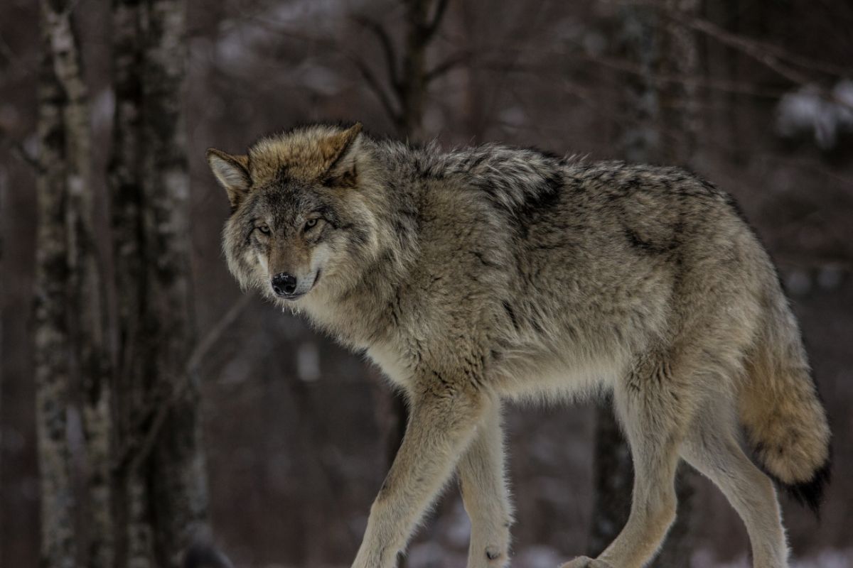 Arizona Gray Wolf Recovery