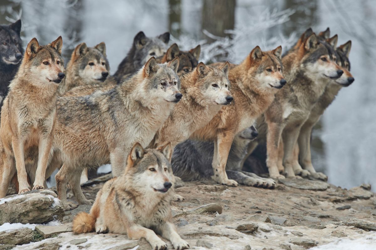 Wolves & Coyotes - Province of British Columbia