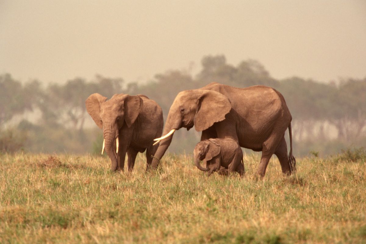 Facts About Elephants - defendersblog