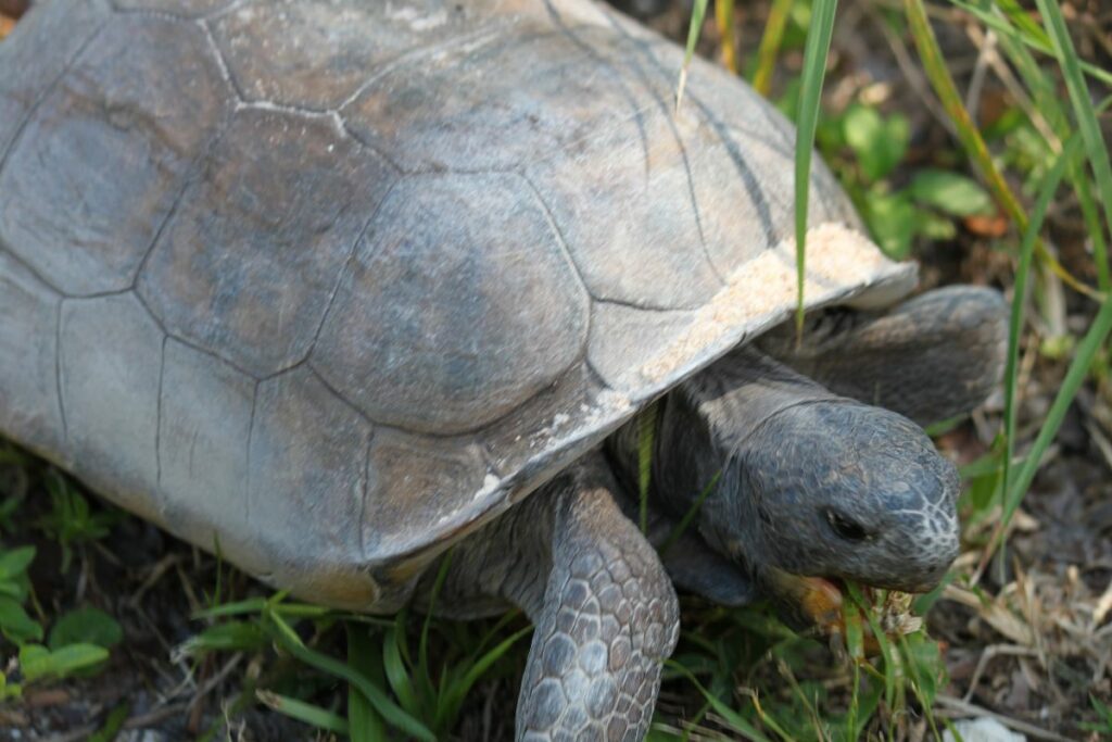 Fun Facts About Gopher Tortoises - defendersblog