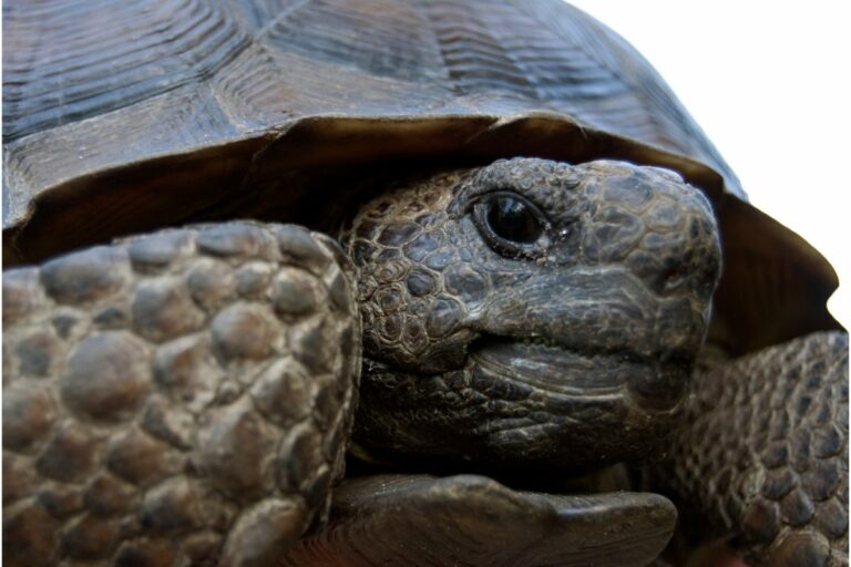 Fun Facts About Gopher Tortoises - defendersblog