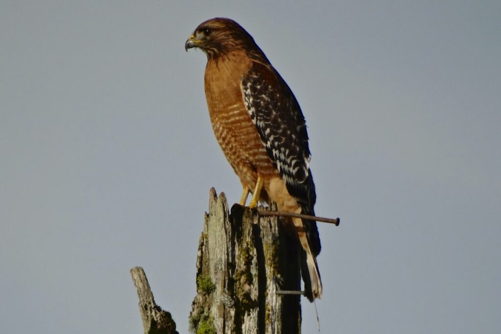 How An Australian ‘Firehawk’ Uses Fire To Catch Its Prey - defendersblog