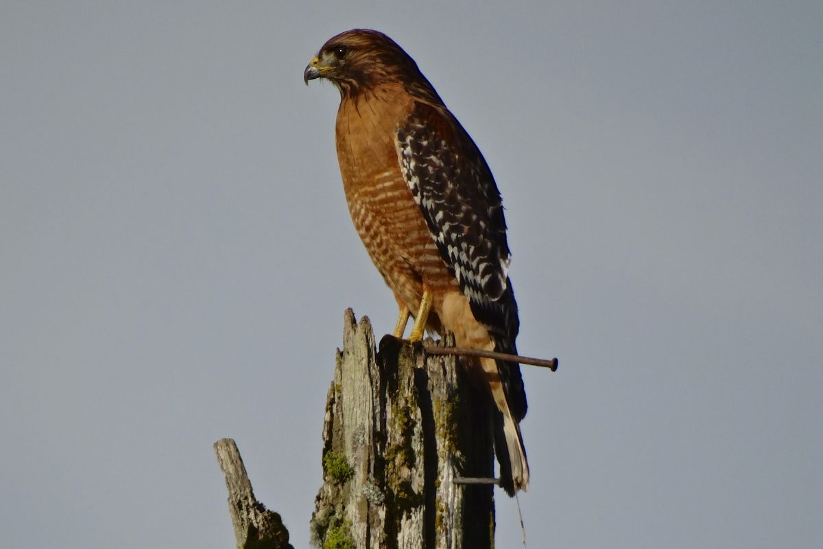 How An Australian ‘Firehawk’ Uses Fire To Catch Its Prey