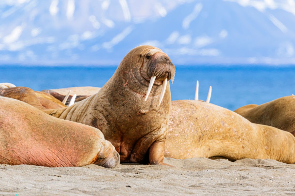 How Can Pacific Walruses Be Protected?