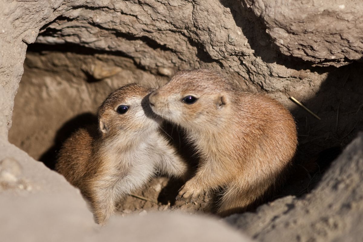 How Can We Help Put Prairie Dogs Back On The Map