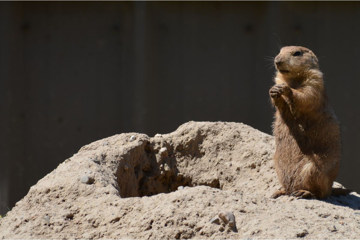 Black Tailed Prairie Dog Map