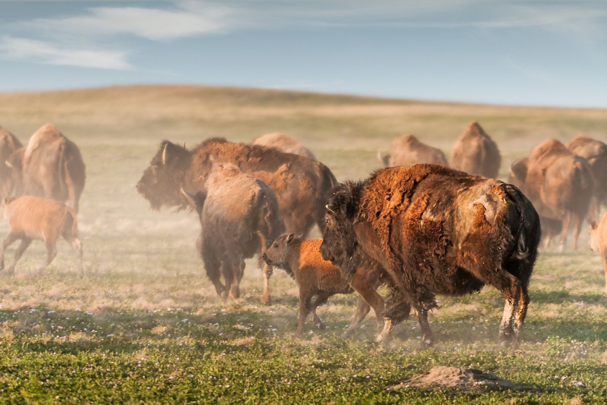 How Can We Restore Bison To The Landscape?