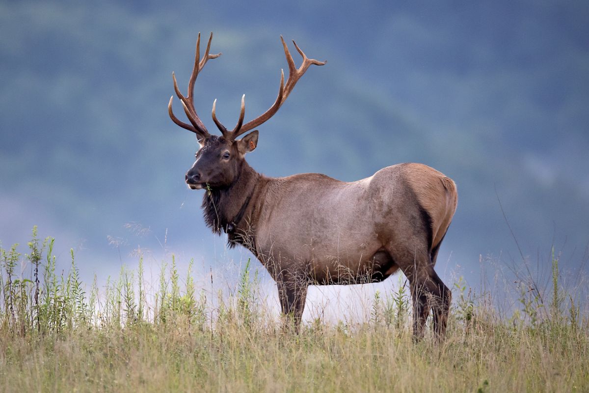How Do Wolves Help To Determine How Long Elk Keep Their Antlers?