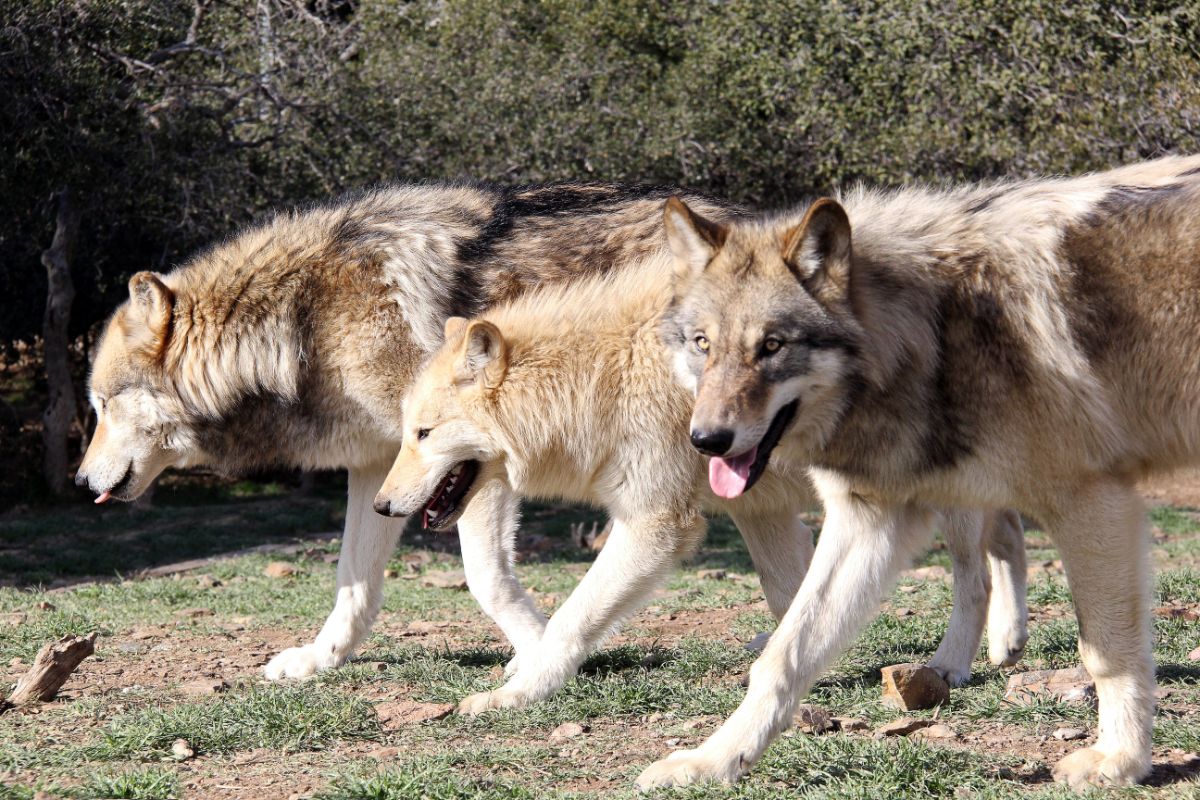 How Does The Social Complexity Of Wolves Work (1)