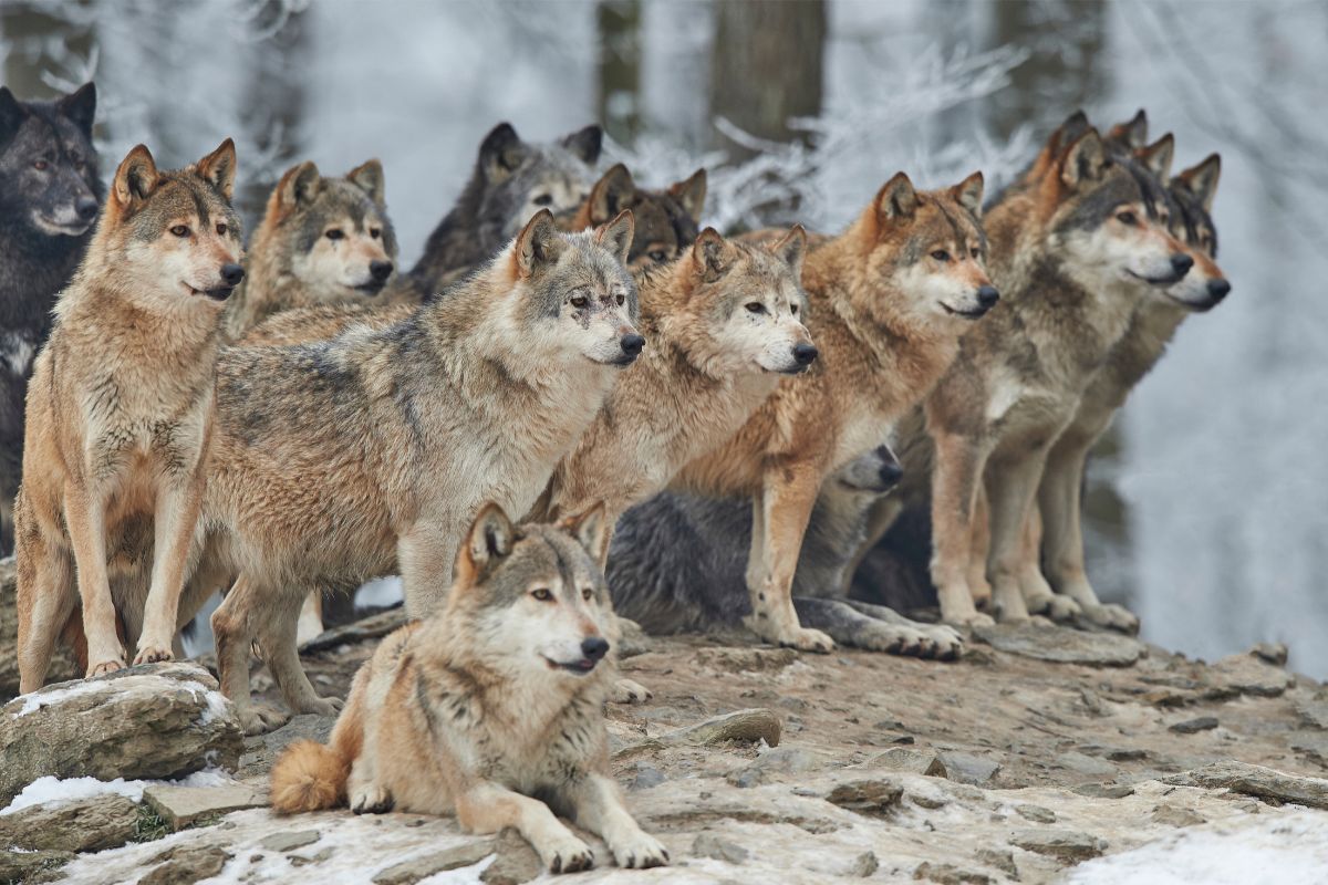 How Does The Social Complexity Of Wolves Work?