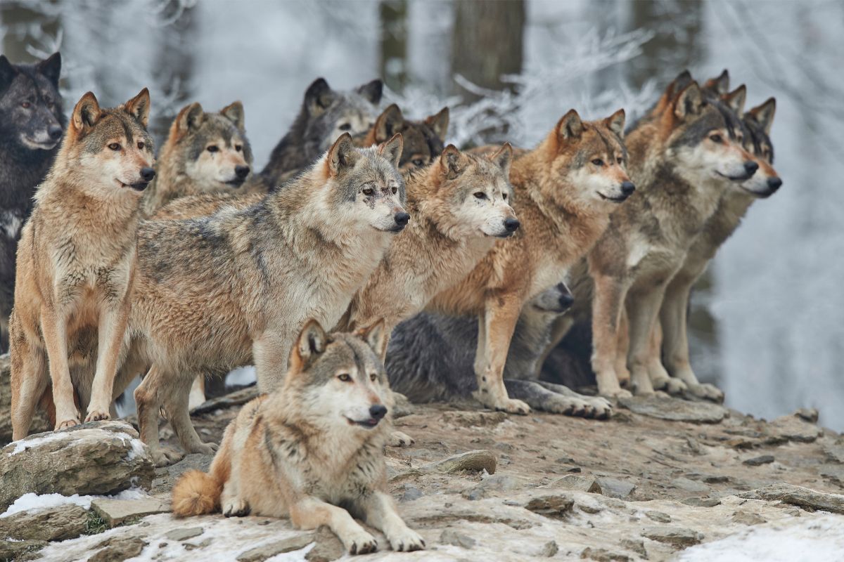 What Does Alpha Mean in A Wolf Pack?