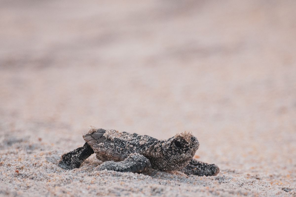 How Green Sea Turtles Have Made A Comeback In Florida