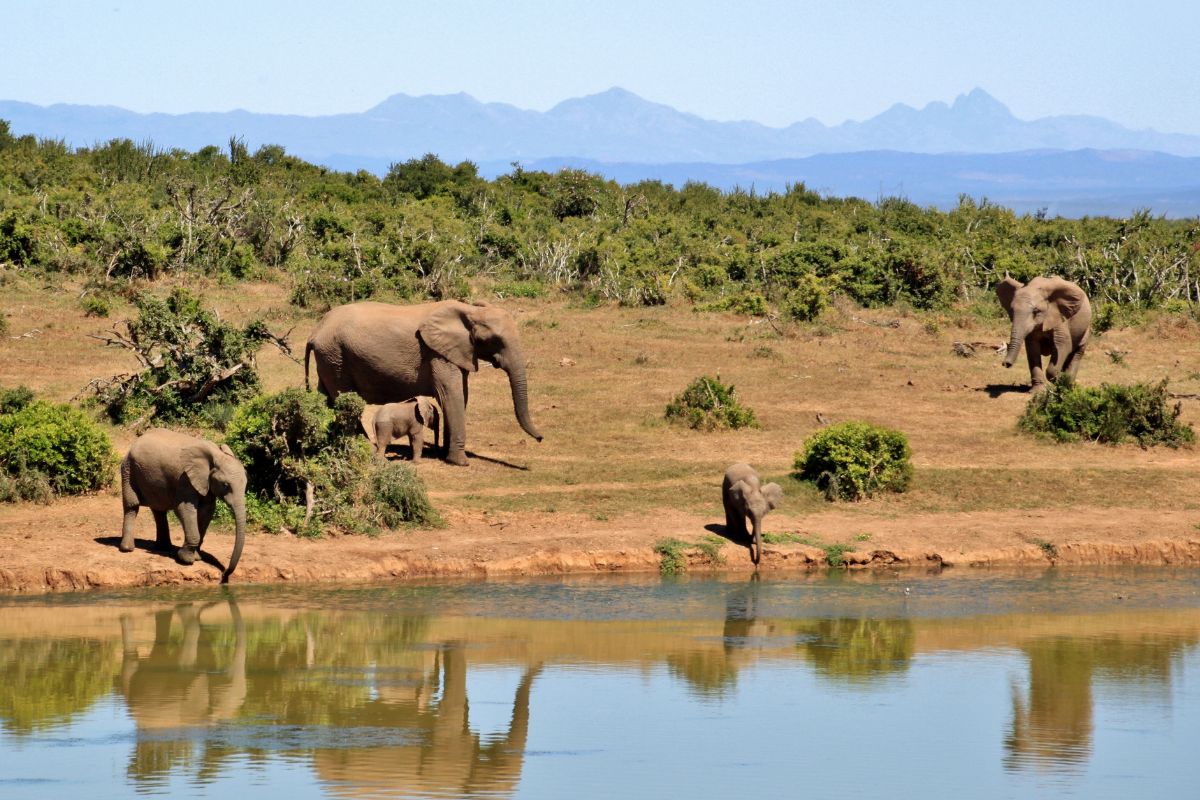 How Many Elephants Remain In The Wild?