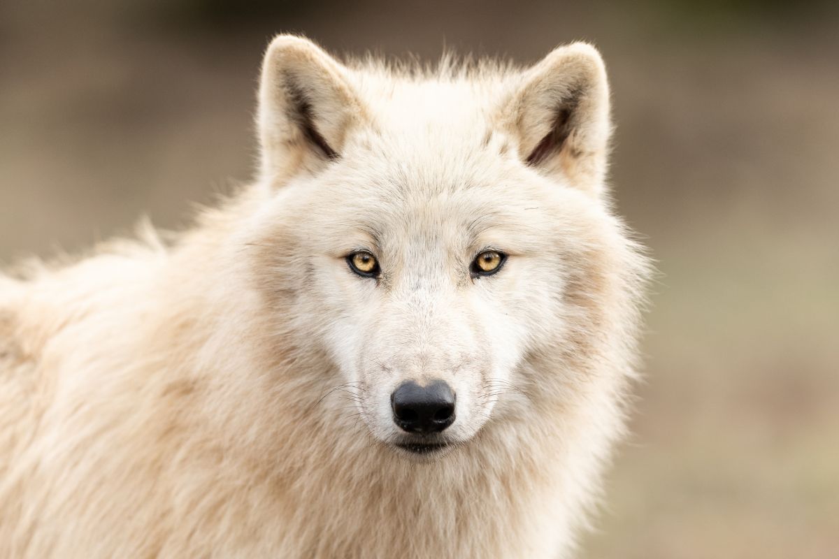How Much Cattle Do Wolves Actually Kill? The Answer May Surprise You 