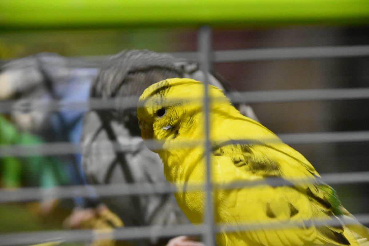 How Parrots Are Trapped For The Illegal Trade In Mexico