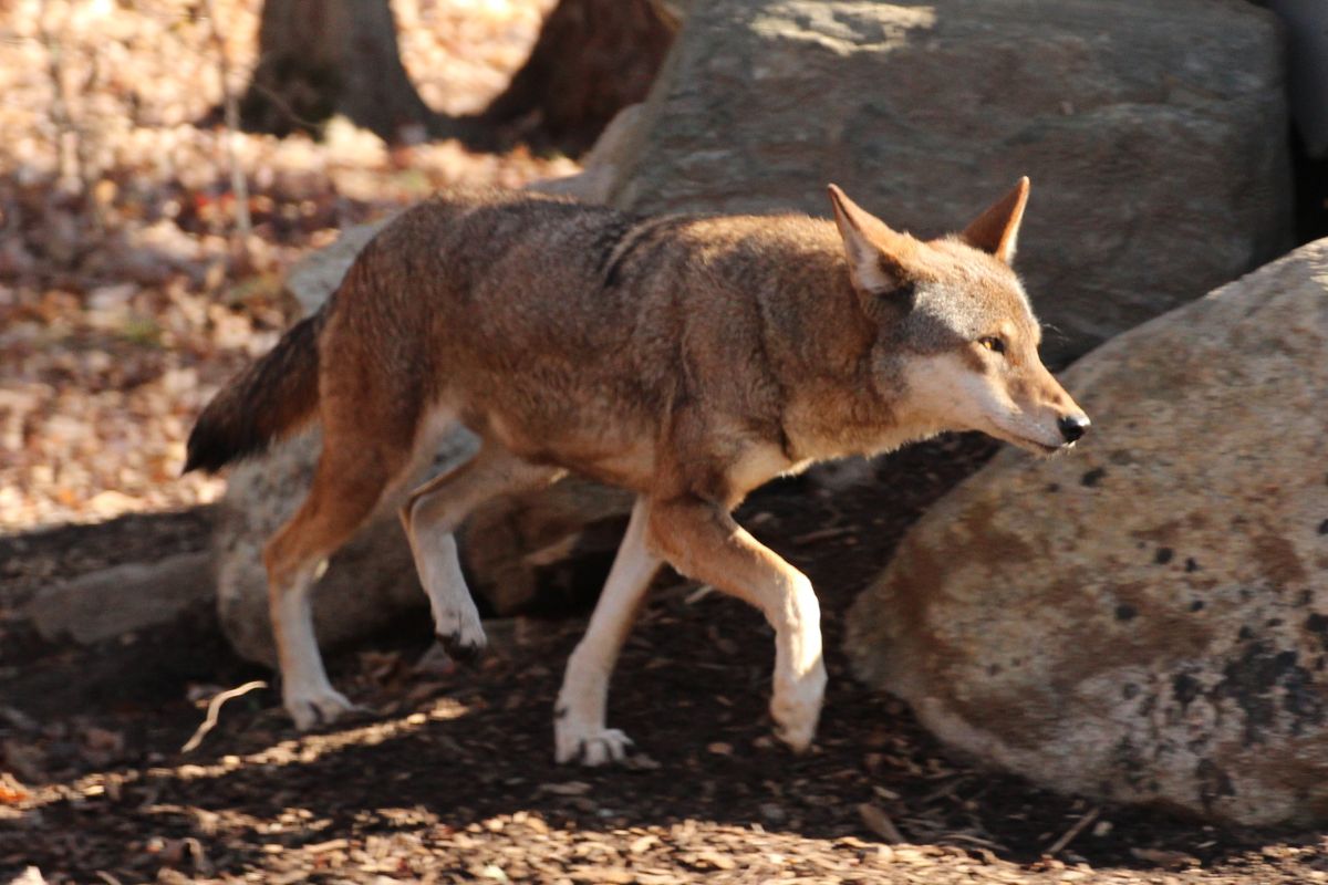 How People Are Stopping Livestock Conflict With Wolves