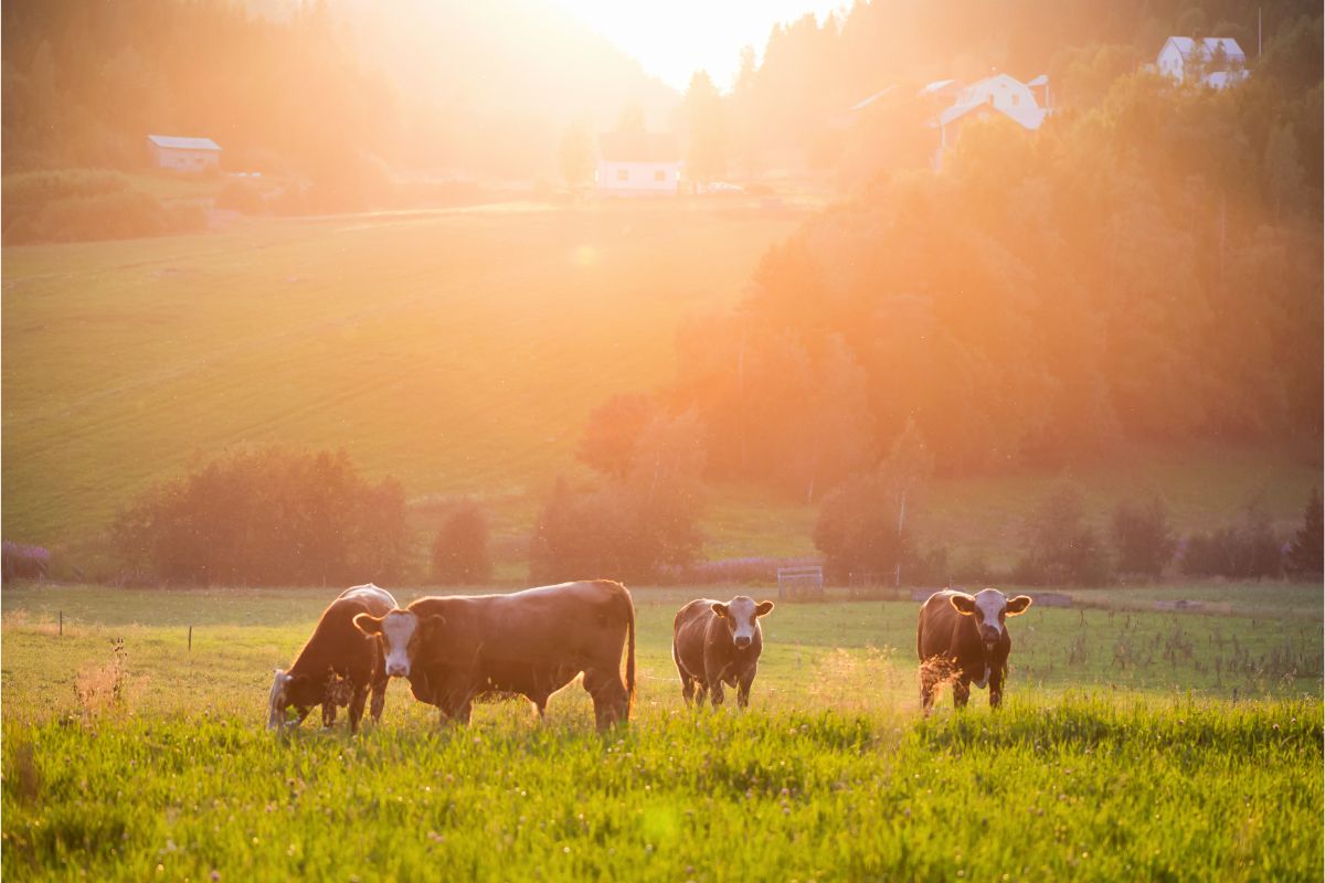 How People Are Stopping Livestock Conflict With Wolves