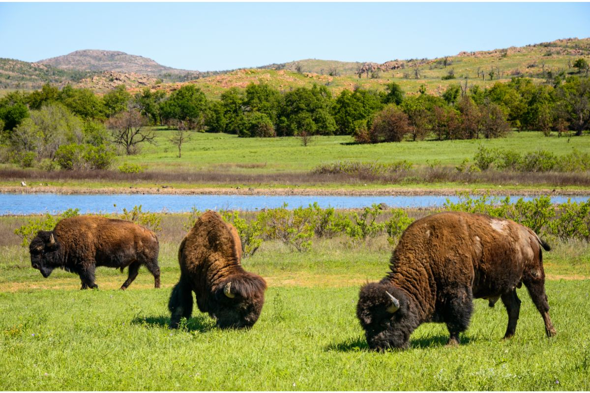 How To Celebrate National Wildlife Refuge Week