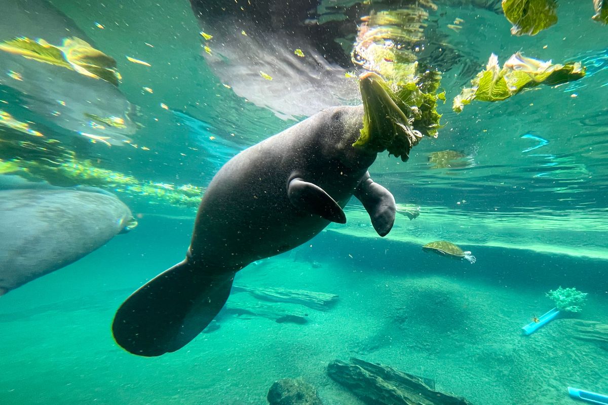 How We Can Help Protect The Manatees At Three Sister Springs