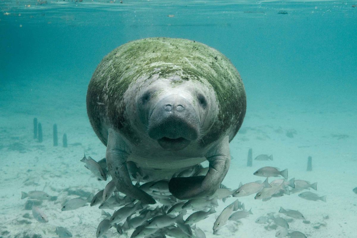 How We Can Help Protect The Manatees At Three Sister Springs?