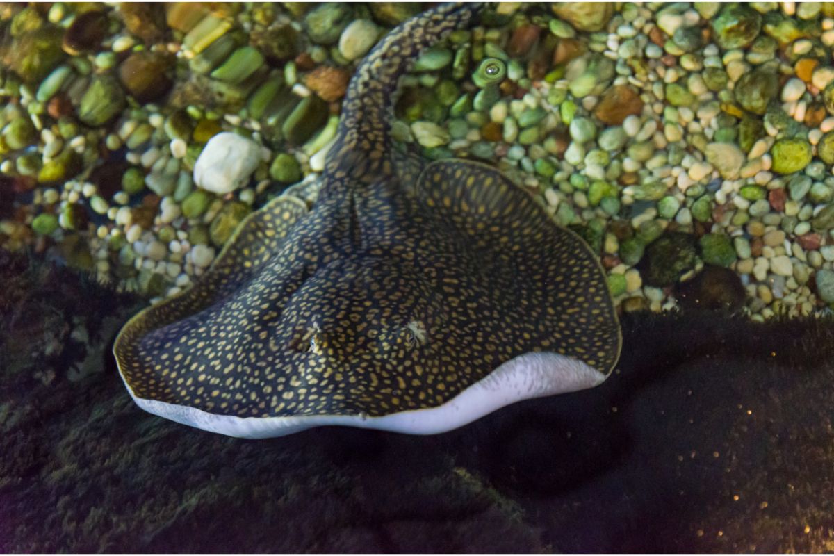 How We Can Help The River Stingray