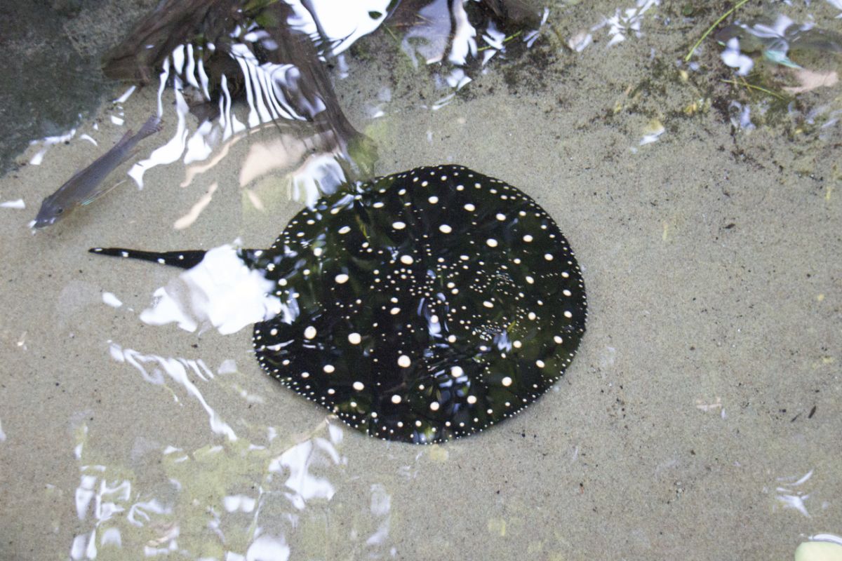 How We Can Help The River Stingray