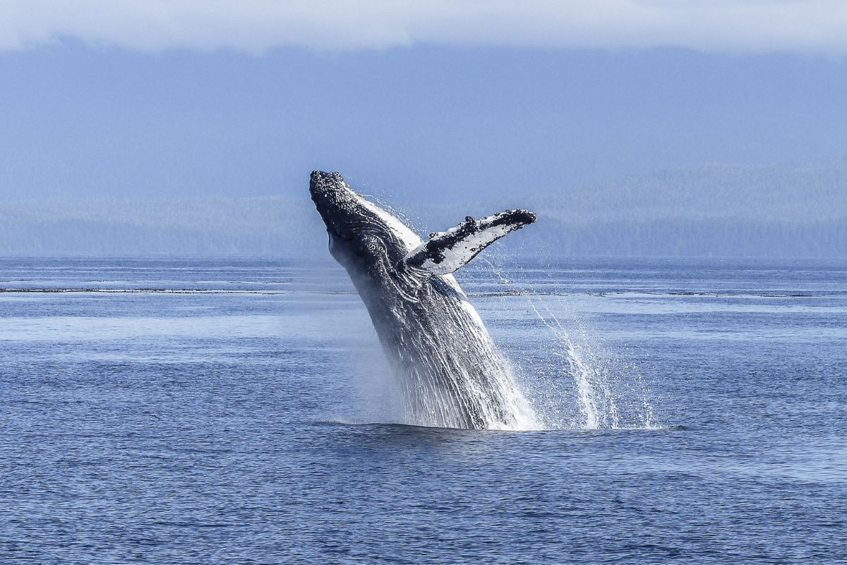 How We Can Protect Whales Habitats