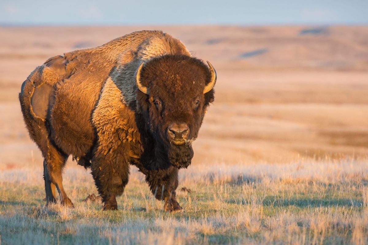 How We Can Restore Bison To The Landscape