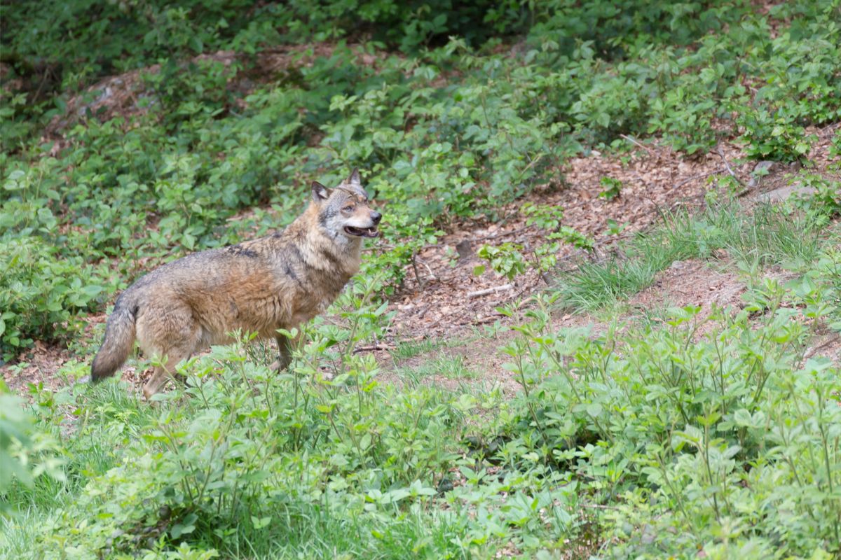 How You Can Help Putting A Stop To The Arial Wolf Slaughter Plans Across America?