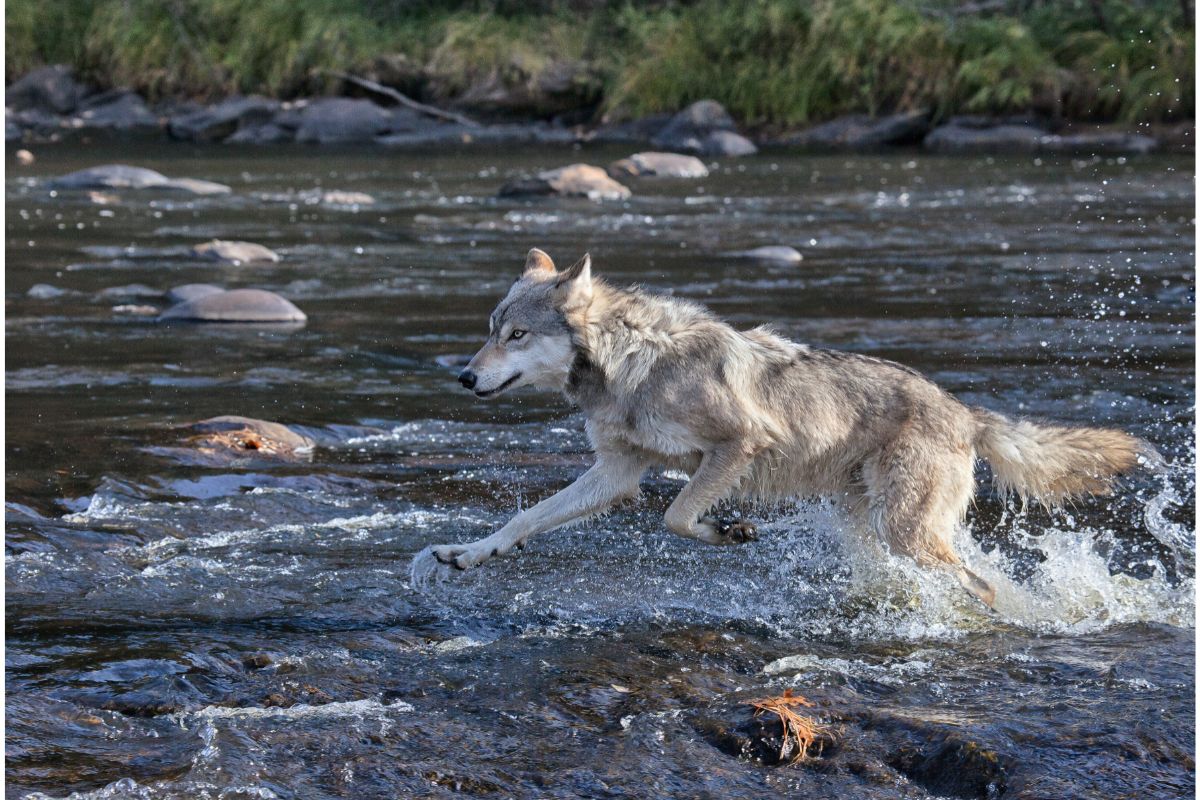 How You Can Help Putting A Stop To The Arial Wolf Slaughter Plans Across America?