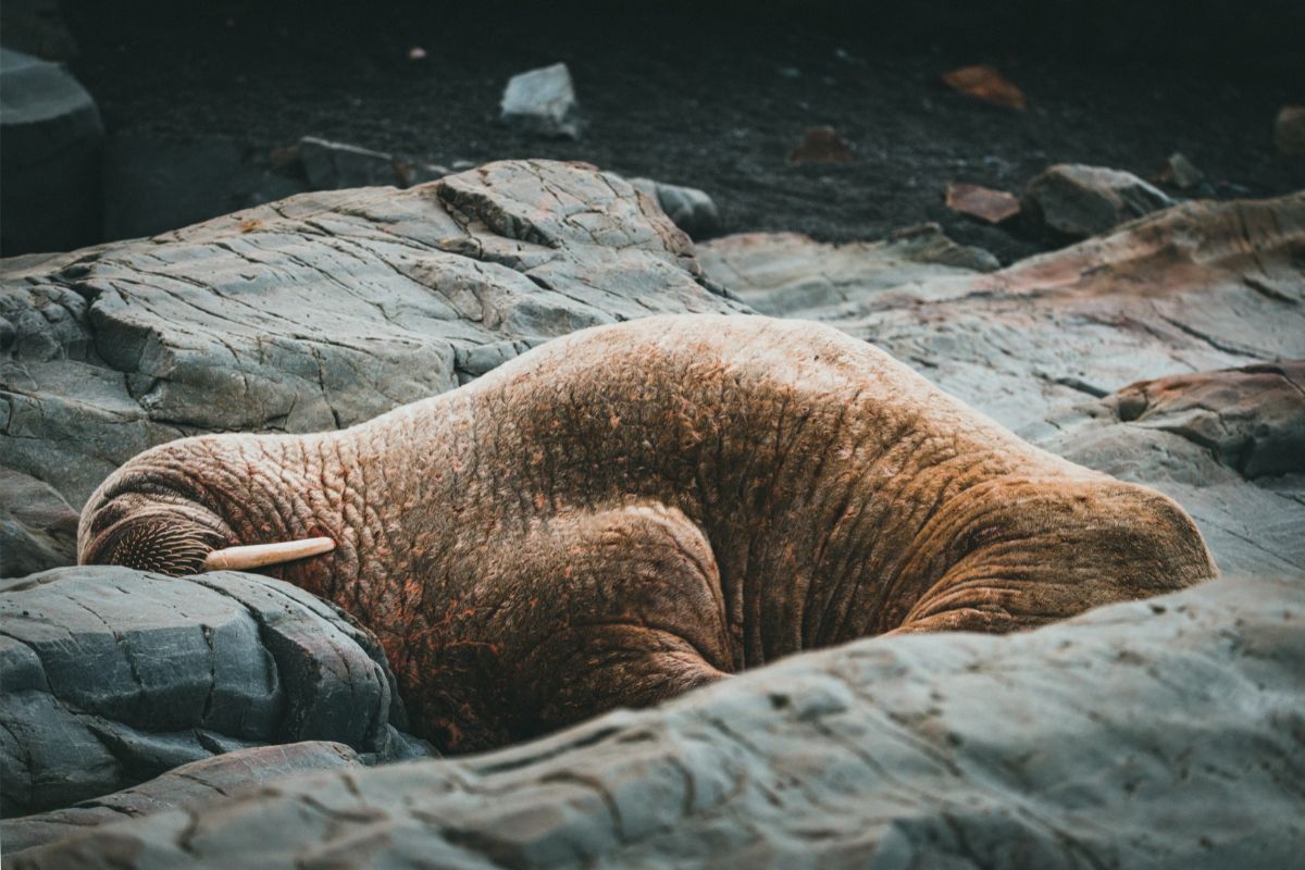 Is The Pacific Walrus Considered An Endangered Species?