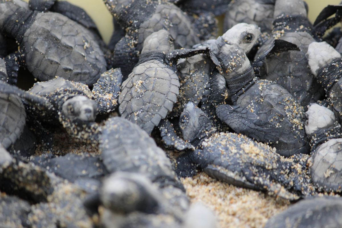 Sea Turtle Nesting Conservation