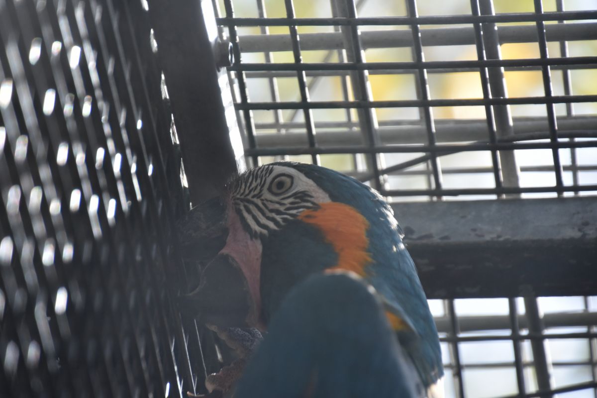 The Decline Of The Illegal Parrot Trade In Mexico