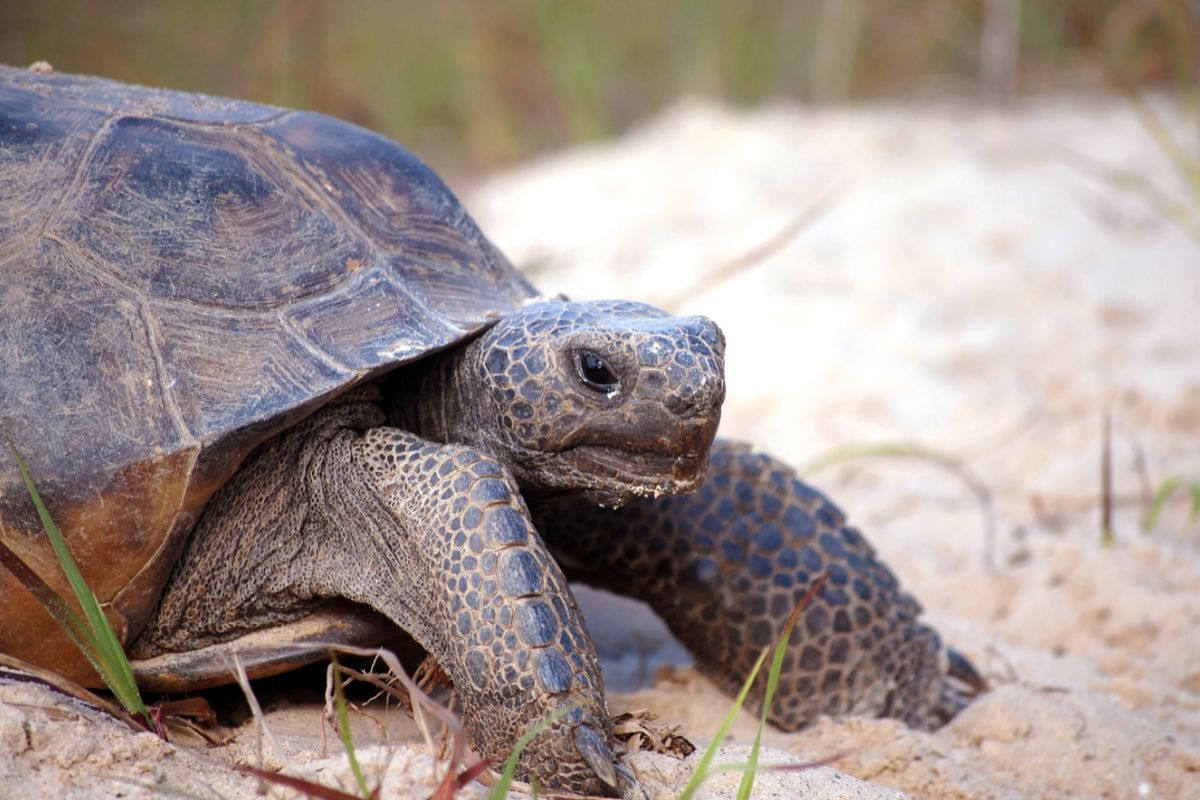 The Gopher Tortoise