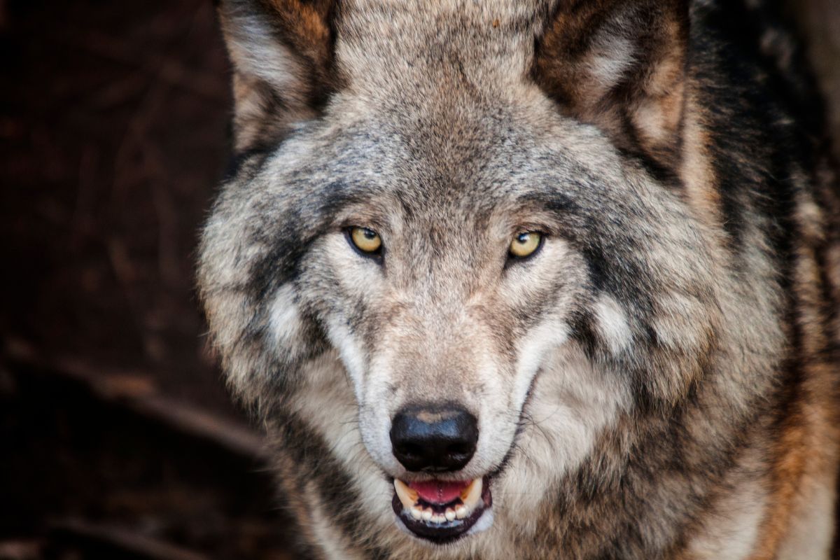 The Importance Of California Wolves On The Ecosystem
