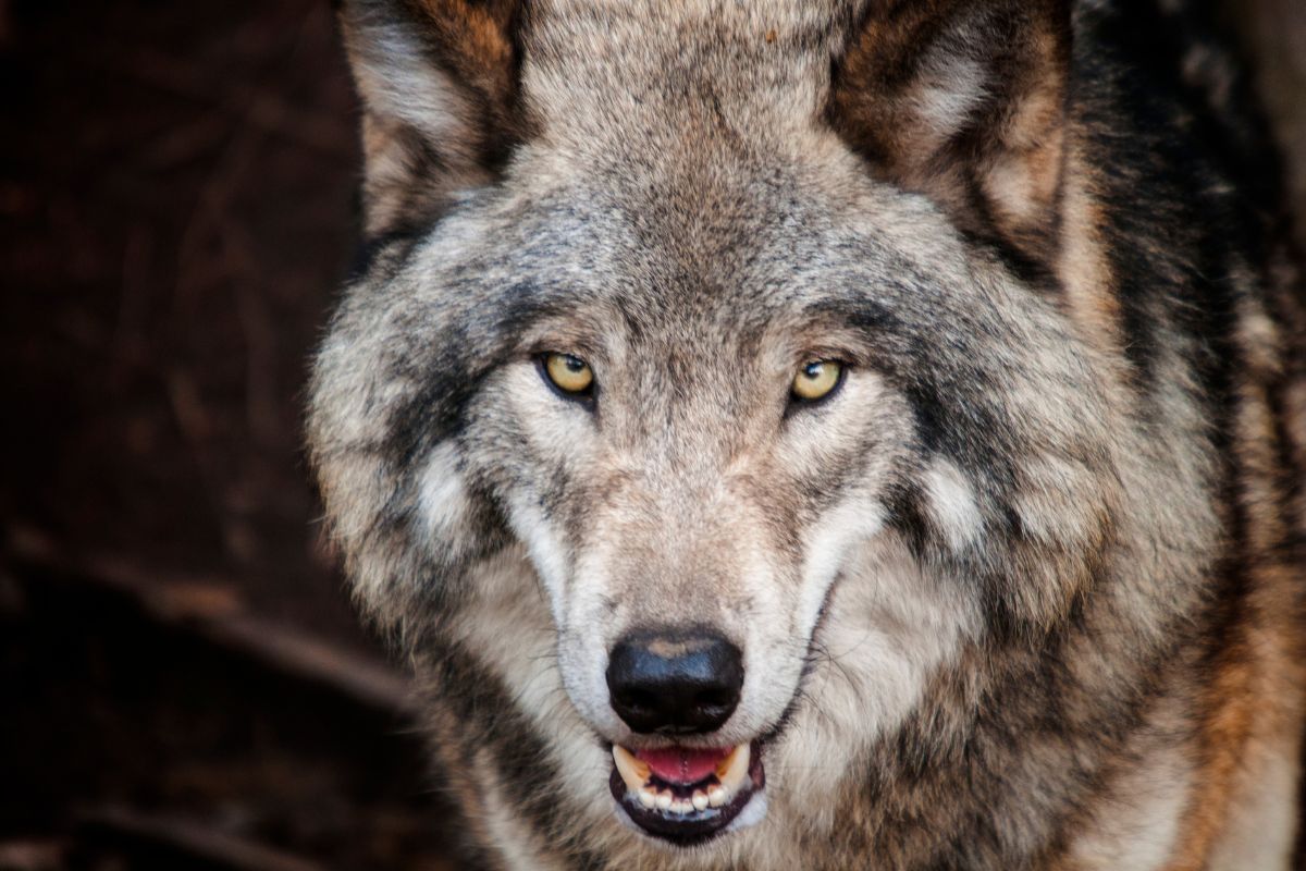 The Importance Of California Wolves On The Ecosystem - defendersblog