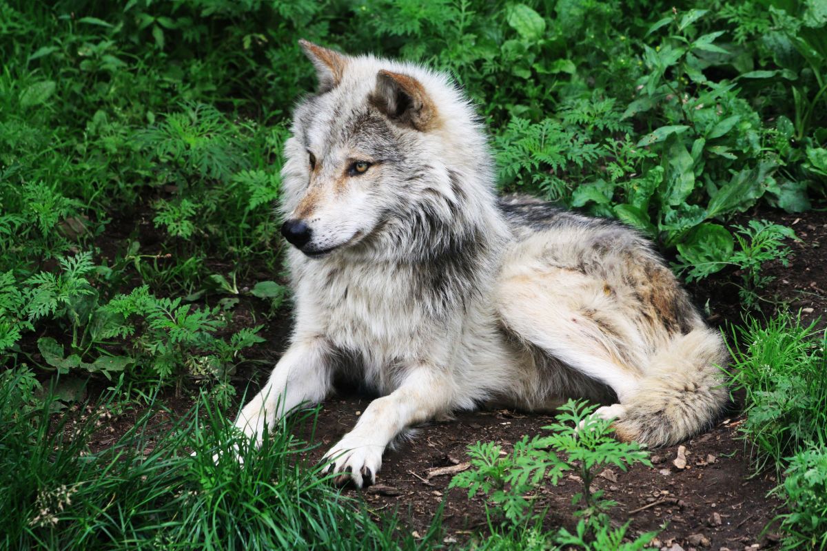 The Importance Of California Wolves On The Ecosystem 