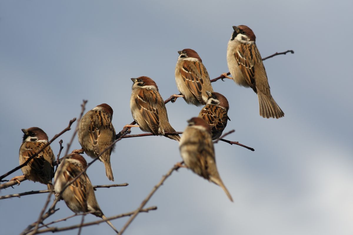 The Life Expectancy Of Birds – How Long Can They Live For? 