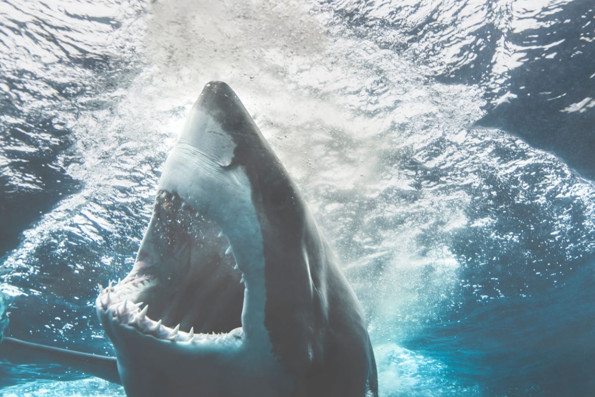 The Real Facts About Shark Attacks