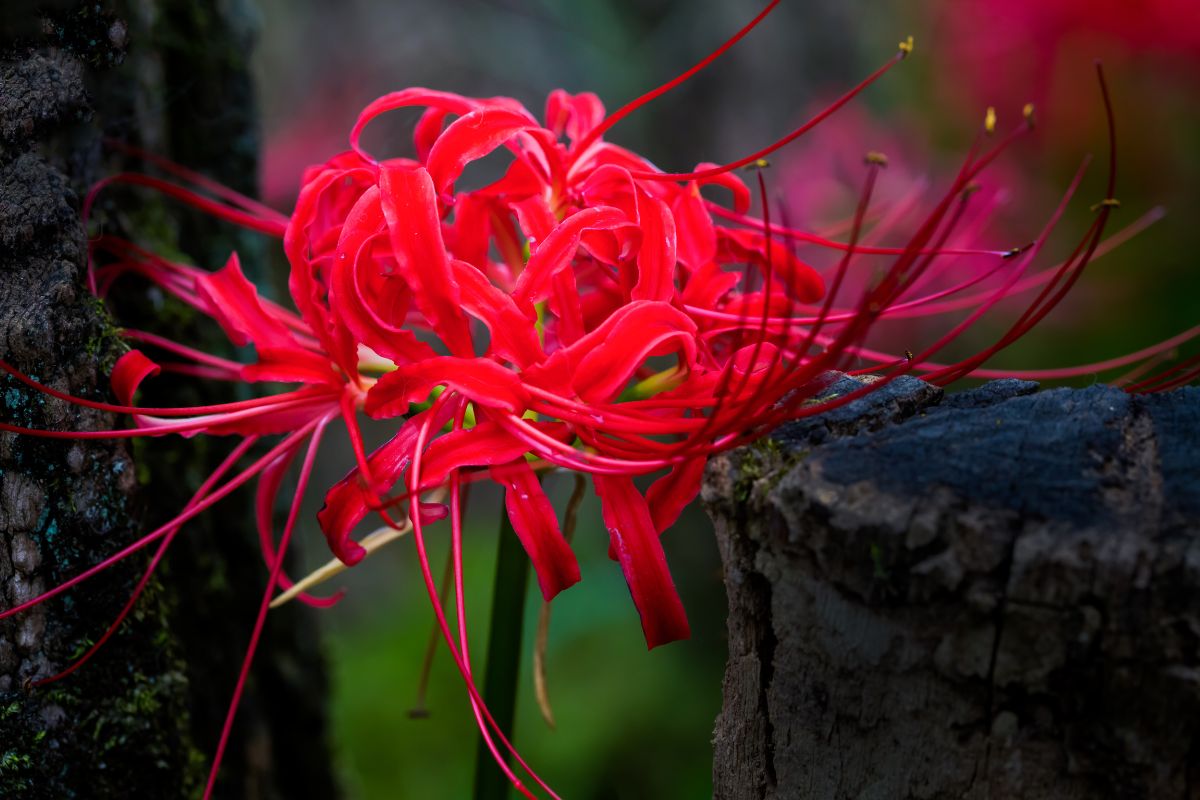 The Red Spider Lily And Why Its Name Is Synonymous With Death -  defendersblog