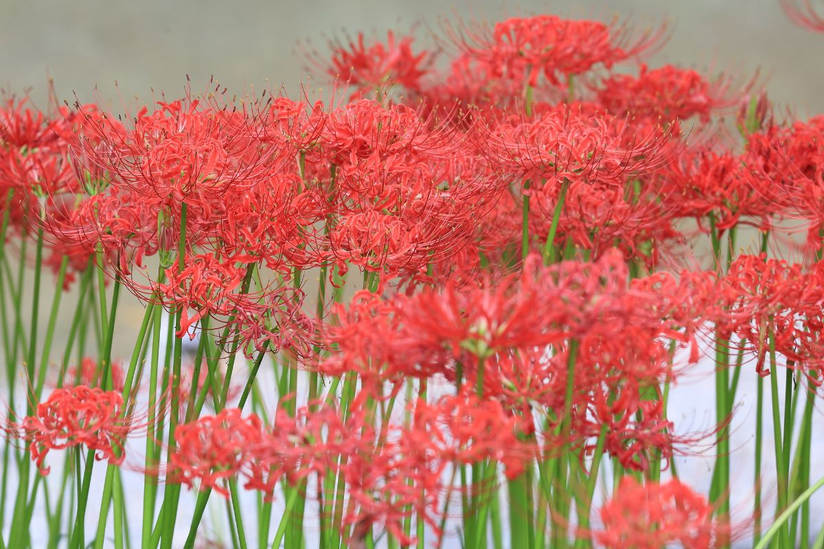 The Red Spider Lily And Why Its Name Is Synonymous With Death