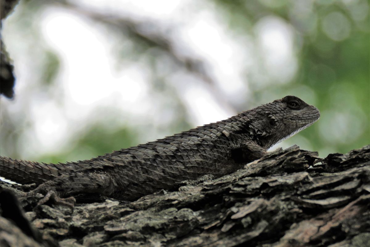 The Truth About the Texas Lizard Conservation